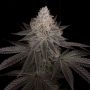 Auto Apple Wreck Marijuana Strain by Top Shelf Elite For Sale Online at Cannabis Seeds Outlet