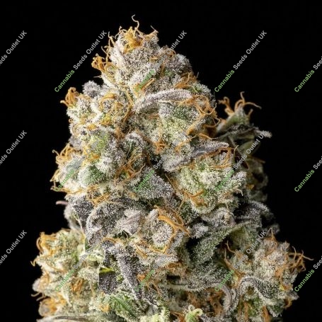 Acai Mintz Marijuana Strain by Advanced Seeds For Sale Online at Cannabis Seeds Outlet