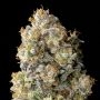 Acai Mintz Marijuana Strain by Advanced Seeds For Sale Online at Cannabis Seeds Outlet