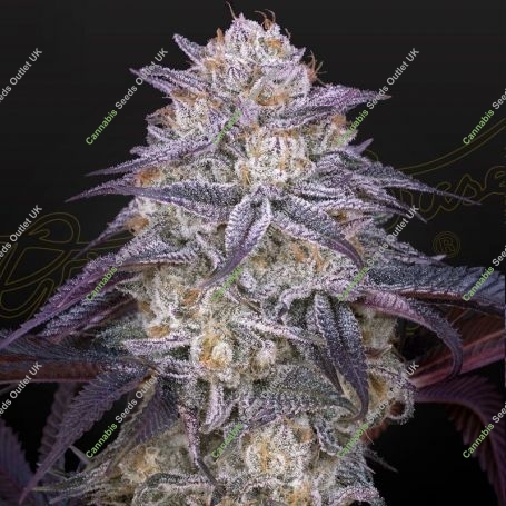 Kings Juice Auto Feminized Marijuana Strain by Heavyweight Seeds For Sale Online at Cannabis Seeds Outlet