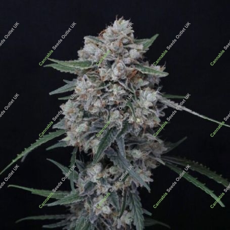 Whipped Runtz Auto Marijuana Strain by Pure Instinto For Sale Online at Cannabis Seeds Outlet