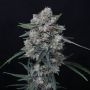 Whipped Runtz Auto Marijuana Strain by Pure Instinto For Sale Online at Cannabis Seeds Outlet