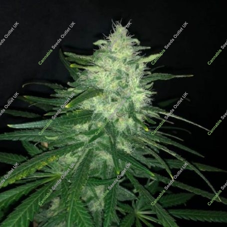 Wedding Cake Marijuana Strain by Pure Instinto For Sale Online at Cannabis Seeds Outlet