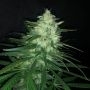 Wedding Cake Marijuana Strain by Pure Instinto For Sale Online at Cannabis Seeds Outlet
