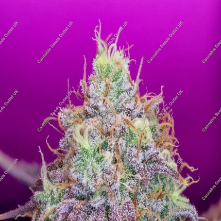 Watermelon Zkittles Marijuana Strain by Pure Instinto For Sale Online at Cannabis Seeds Outlet