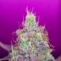 Watermelon Zkittles Marijuana Strain by Pure Instinto For Sale Online at Cannabis Seeds Outlet