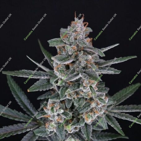 TriWhip Kush Auto Marijuana Strain by Pure Instinto For Sale Online at Cannabis Seeds Outlet