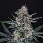 TriWhip Kush Auto Marijuana Strain by Pure Instinto For Sale Online at Cannabis Seeds Outlet