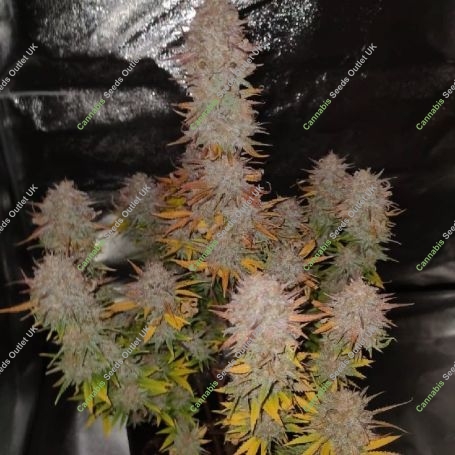 Sticky Gorilla 4 Marijuana Strain by Pure Instinto For Sale Online at Cannabis Seeds Outlet