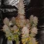 Sticky Gorilla 4 Marijuana Strain by Pure Instinto For Sale Online at Cannabis Seeds Outlet
