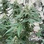 Eleven Thirty Genetics Curdz Smoke Buds Weed Ganja Skunk Dope Pot Images Pics Nuggets