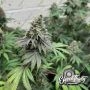 Double Scoop Feminized Marijuana Strain by Eleven Thirty Genetics For Sale Online at Cannabis Seeds Outlet