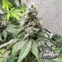 Eleven Thirty Genetics Double Scoop Smoke Buds Weed Ganja Skunk Dope Pot Images Pics Nuggets