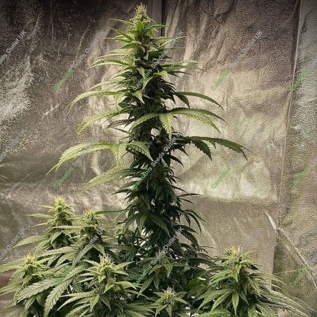 Strawberry shortcake Auto Marijuana Strain by Pure Instinto For Sale Online at Cannabis Seeds Outlet