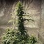 Strawberry shortcake Auto Marijuana Strain by Pure Instinto For Sale Online at Cannabis Seeds Outlet