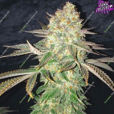Spooky OG Marijuana Strain by Pure Instinto For Sale Online at Cannabis Seeds Outlet