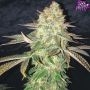 Spooky OG Marijuana Strain by Pure Instinto For Sale Online at Cannabis Seeds Outlet