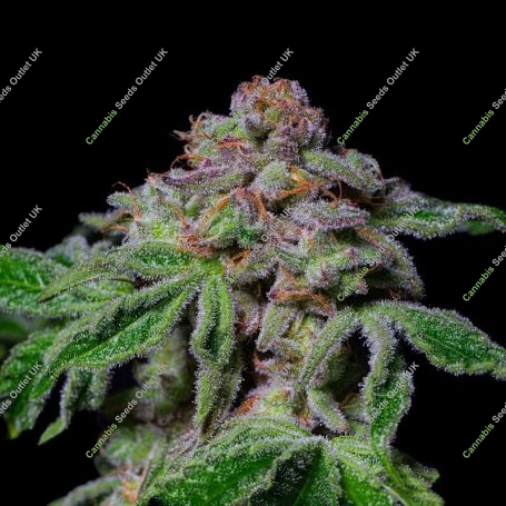 Sour Aloha Marijuana Strain by Pure Instinto For Sale Online at Cannabis Seeds Outlet