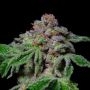Sour Aloha Marijuana Strain by Pure Instinto For Sale Online at Cannabis Seeds Outlet