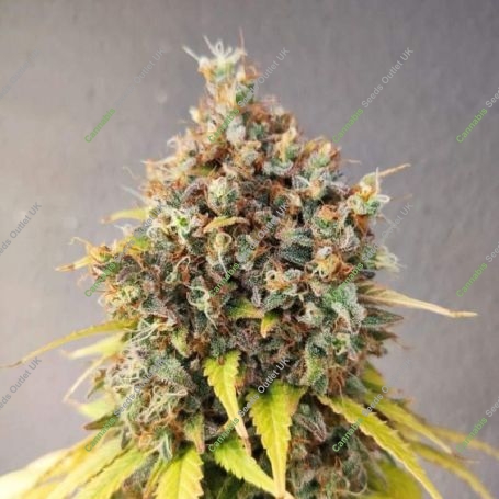 Smoothie Marijuana Strain by Pure Instinto For Sale Online at Cannabis Seeds Outlet