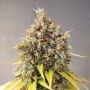 Smoothie Marijuana Strain by Pure Instinto For Sale Online at Cannabis Seeds Outlet