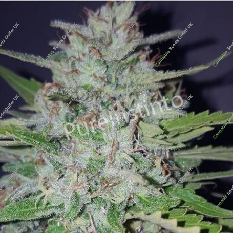 ShotGun Auto Marijuana Strain by Pure Instinto For Sale Online at Cannabis Seeds Outlet