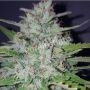 ShotGun Auto Marijuana Strain by Pure Instinto For Sale Online at Cannabis Seeds Outlet
