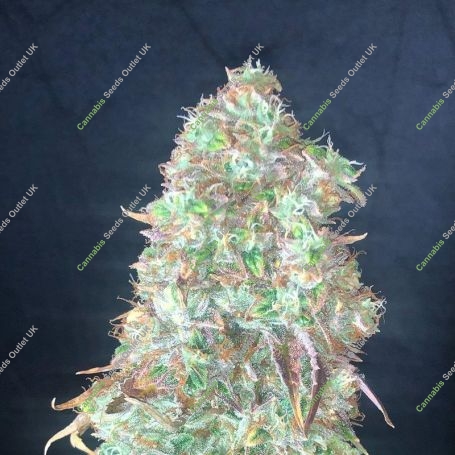 Shiskaberry Marijuana Strain by Pure Instinto For Sale Online at Cannabis Seeds Outlet