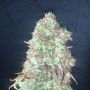 Shiskaberry Marijuana Strain by Pure Instinto For Sale Online at Cannabis Seeds Outlet
