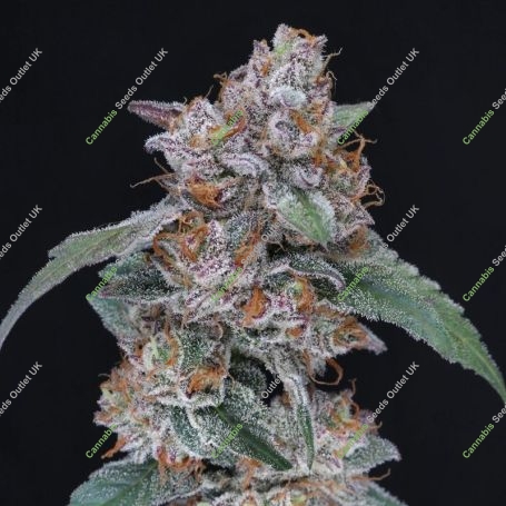 Sherbacio OG Auto Marijuana Strain by Pure Instinto For Sale Online at Cannabis Seeds Outlet
