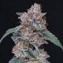 Sherbacio OG Auto Marijuana Strain by Pure Instinto For Sale Online at Cannabis Seeds Outlet