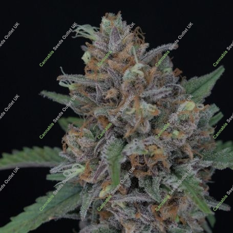 Purple Punch Auto Marijuana Strain by Pure Instinto For Sale Online at Cannabis Seeds Outlet