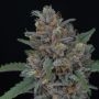 Purple Punch Auto Marijuana Strain by Pure Instinto For Sale Online at Cannabis Seeds Outlet