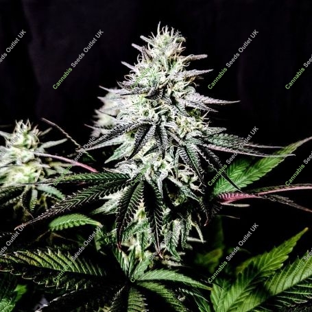 Pure Ice Cream Marijuana Strain by Pure Instinto For Sale Online at Cannabis Seeds Outlet