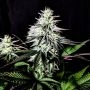 Pure Ice Cream Marijuana Strain by Pure Instinto For Sale Online at Cannabis Seeds Outlet