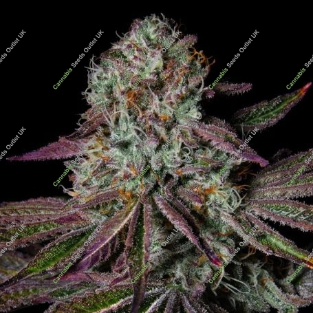 Pure Glitter Marijuana Strain by Pure Instinto For Sale Online at Cannabis Seeds Outlet
