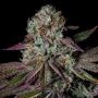 Pure Glitter Marijuana Strain by Pure Instinto For Sale Online at Cannabis Seeds Outlet