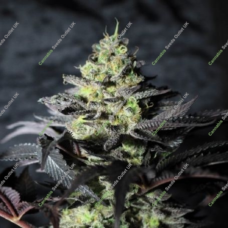 Peanut Butter Cookies Marijuana Strain by Pure Instinto For Sale Online at Cannabis Seeds Outlet
