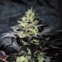 Peanut Butter Cookies Marijuana Strain by Pure Instinto For Sale Online at Cannabis Seeds Outlet