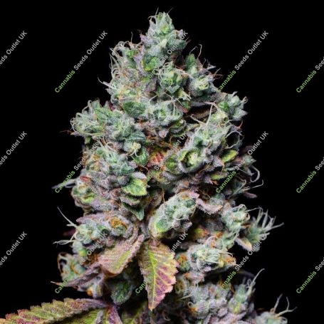 Mochi Marijuana Strain by Pure Instinto For Sale Online at Cannabis Seeds Outlet
