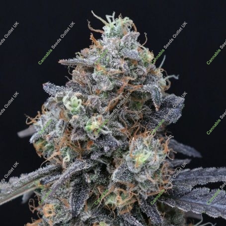 Minty Grape Kush Marijuana Strain by Pure Instinto For Sale Online at Cannabis Seeds Outlet