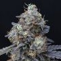 Minty Grape Kush Marijuana Strain by Pure Instinto For Sale Online at Cannabis Seeds Outlet