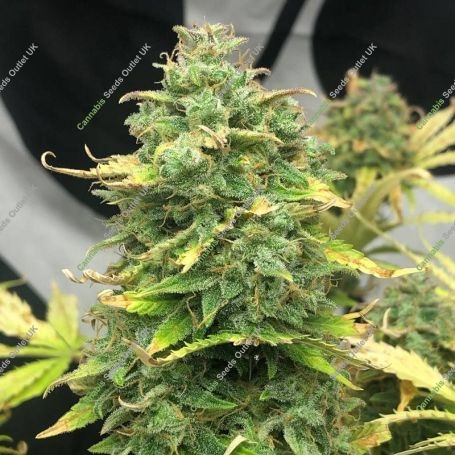 Mimosa Cake Auto Marijuana Strain by Pure Instinto For Sale Online at Cannabis Seeds Outlet