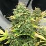 Mimosa Cake Auto Marijuana Strain by Pure Instinto For Sale Online at Cannabis Seeds Outlet