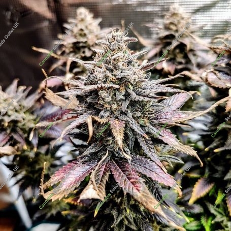 Mimosa Marijuana Strain by Pure Instinto For Sale Online at Cannabis Seeds Outlet