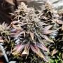 Mimosa Marijuana Strain by Pure Instinto For Sale Online at Cannabis Seeds Outlet