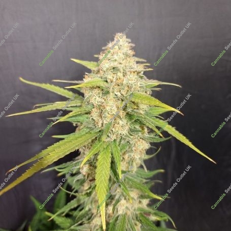 Melon Gum Marijuana Strain by Pure Instinto For Sale Online at Cannabis Seeds Outlet