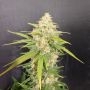 Melon Gum Marijuana Strain by Pure Instinto For Sale Online at Cannabis Seeds Outlet