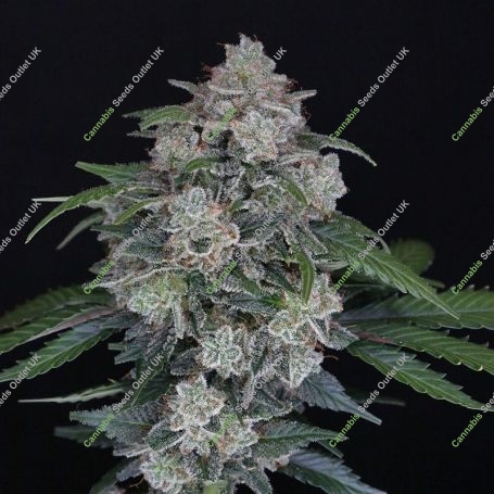 MAK OG Auto Marijuana Strain by Pure Instinto For Sale Online at Cannabis Seeds Outlet