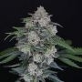MAK OG Auto Marijuana Strain by Pure Instinto For Sale Online at Cannabis Seeds Outlet